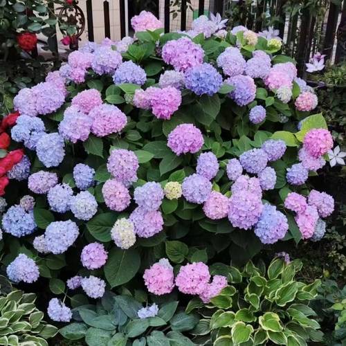 40pcs oversized flower ball s a colorful mix suitable for indoor and outdoor flower