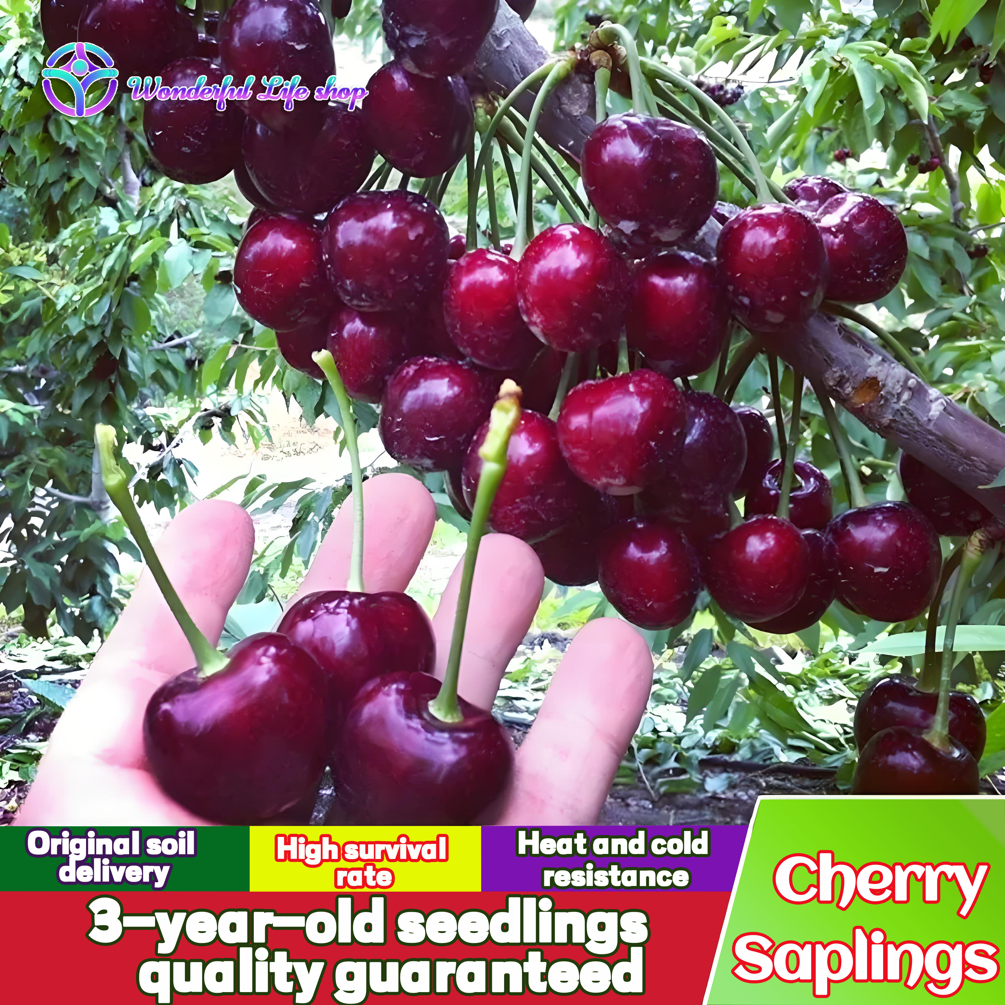 3 years old   tree seedlings live   root seedlings   trees suitable for courtyard balcony potted planting   in   year     for green plant planting enthusiasts