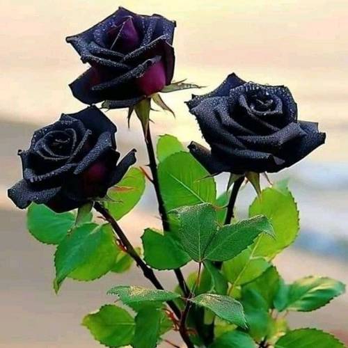 high and red black rose decoration rose shrub planting is suitable as a gift
