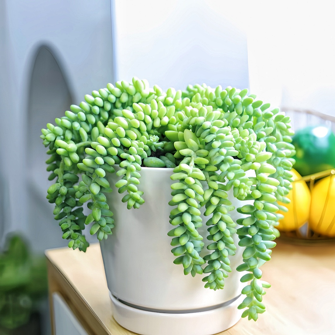 2 live succulents air purifying indoor plants suitable for diy projects room bathroom living room wedding decoration