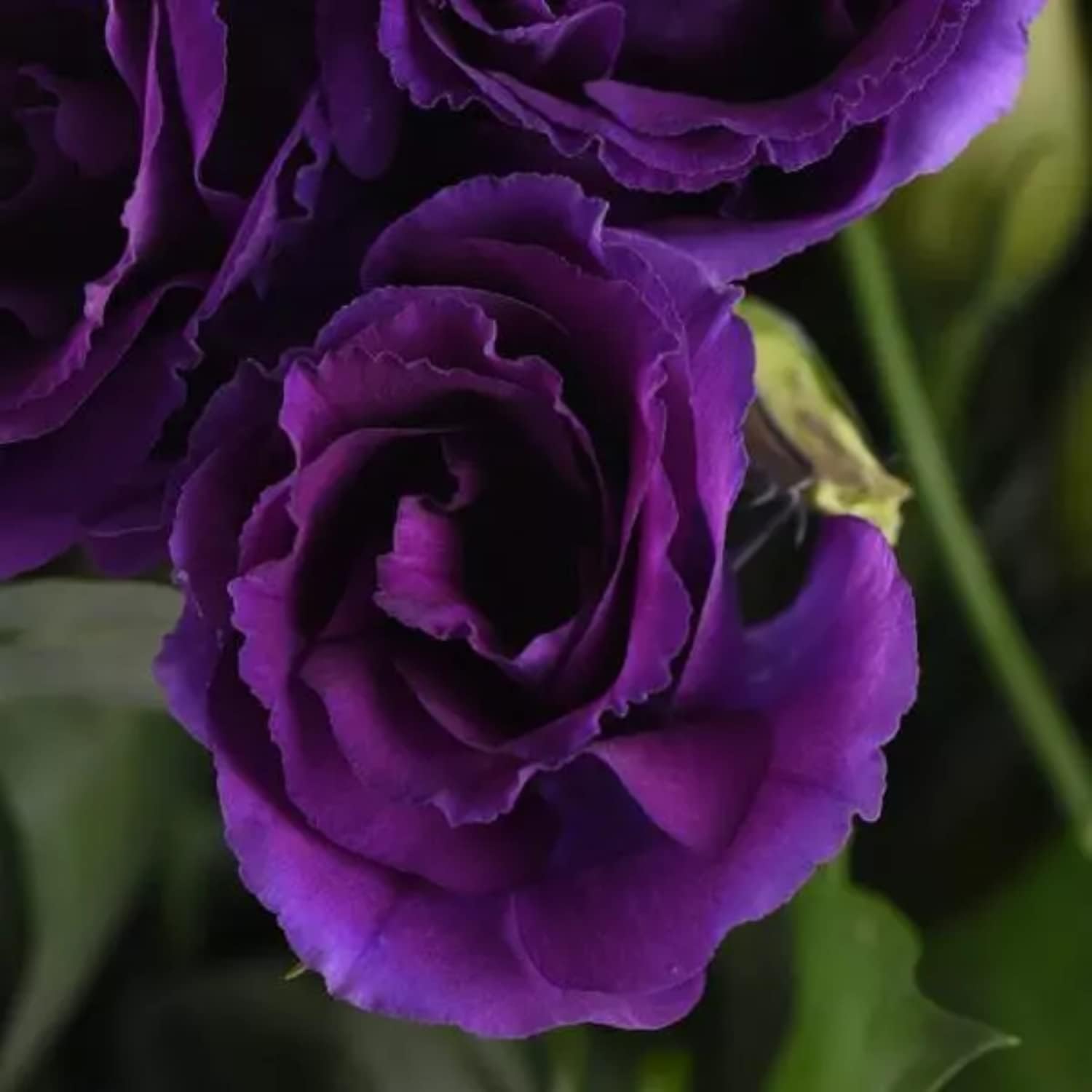210pcs purple rose   bushes   shrubs flower  s    