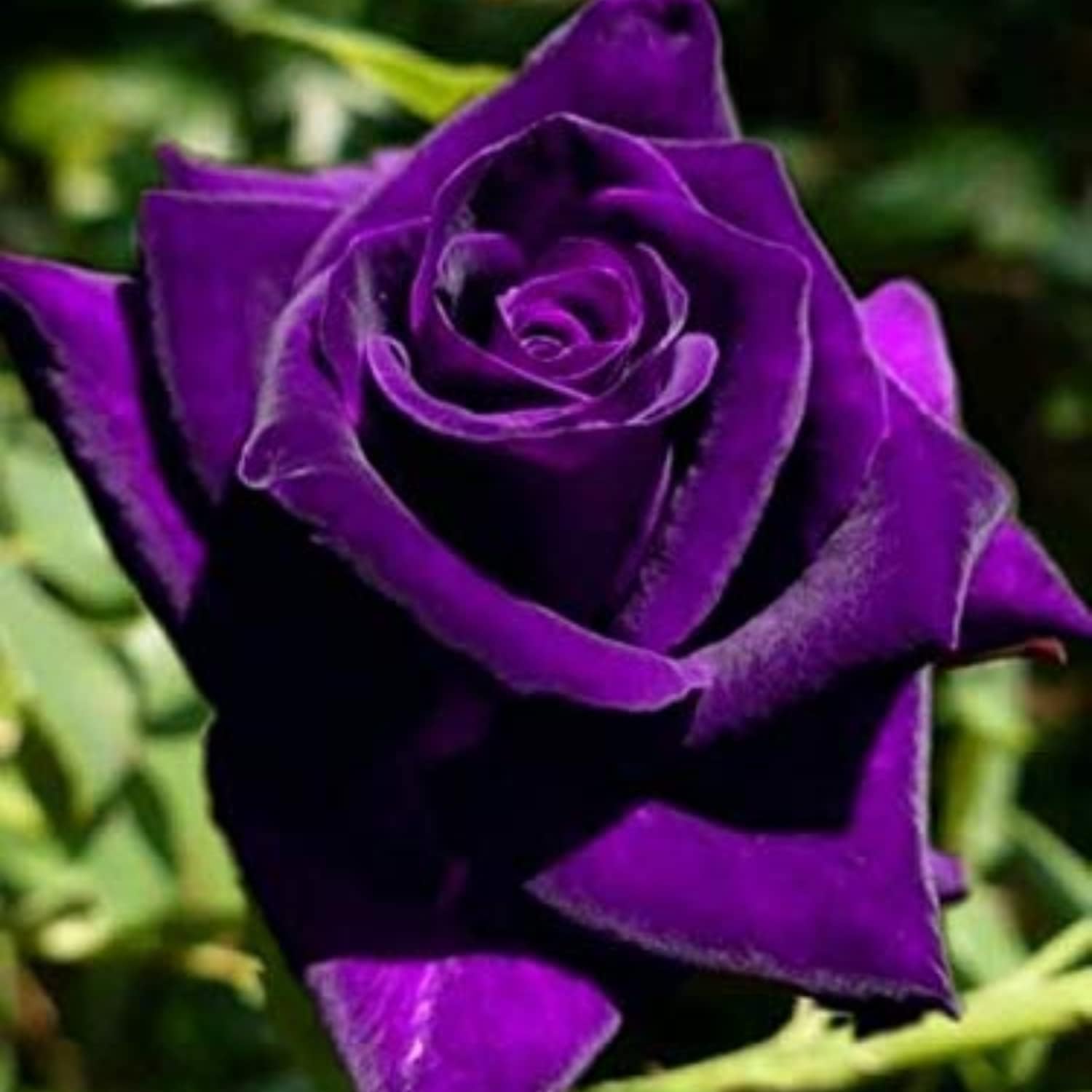210pcs purple rose   bushes   shrubs flower  s    