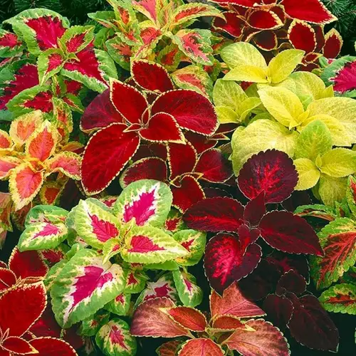 200pcs rare mixed seed rainbow gardens