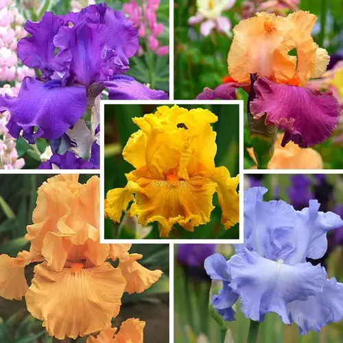 200pcs blooming seeds rare seeds for planting exotic flower seeds traditional seeds