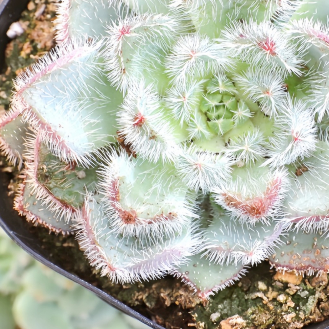 Indoor & Outdoor Plants