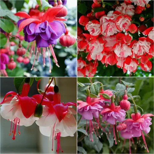 fuchsia flower for home garden planting