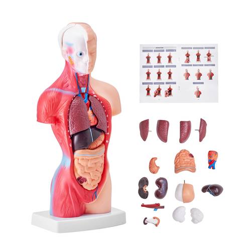 model 15 parts 11 inch human torso anatomy model anatomical skeleton model with removable organs educational teaching tool for students science education display