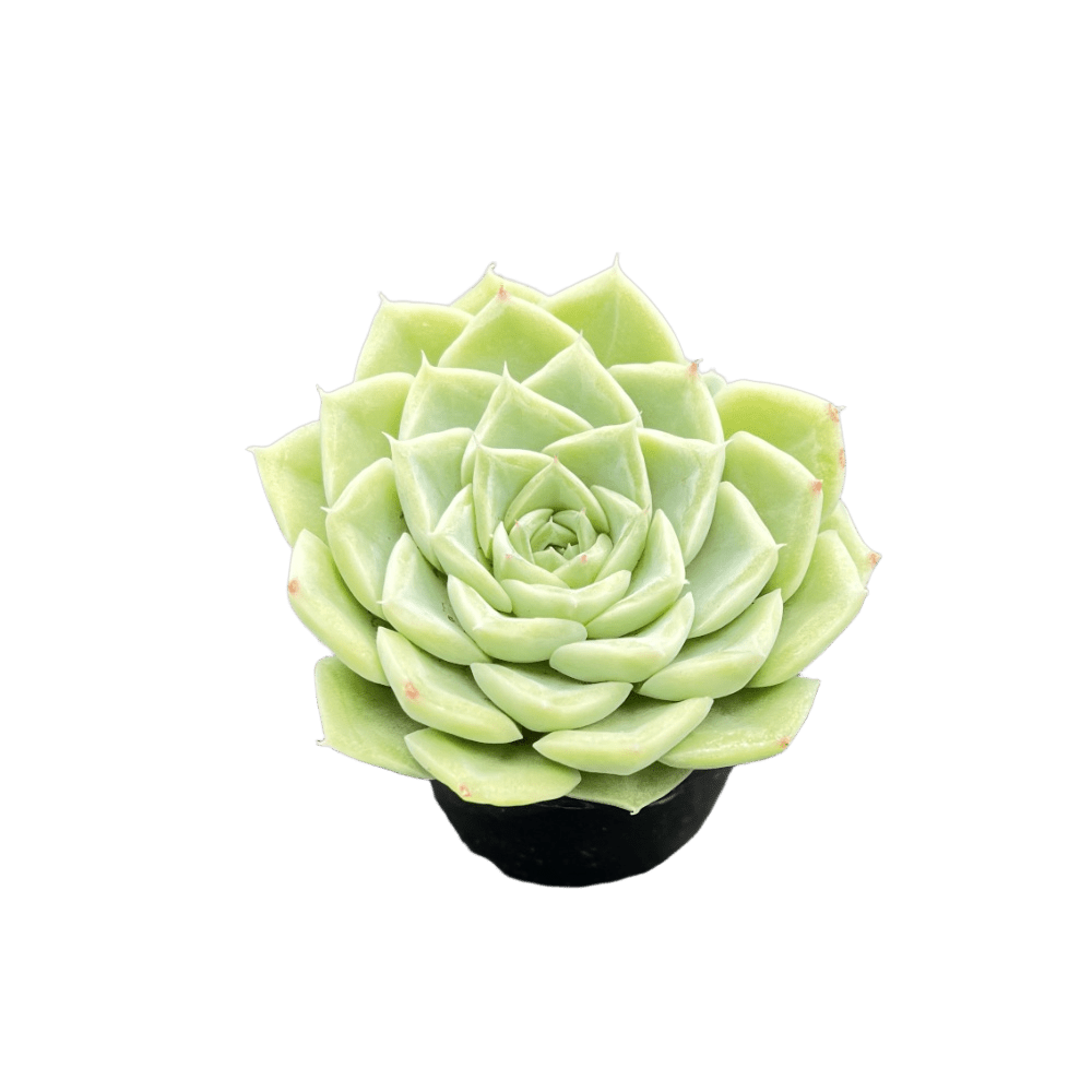 live succulent plant rare succulents easy to care great gift idea succulent collection   garden home decor wedding party favor baby shower