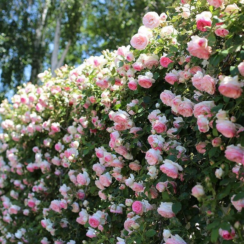 223pcs pink climbing rose vine seeds great growth and beautiful roses details 1