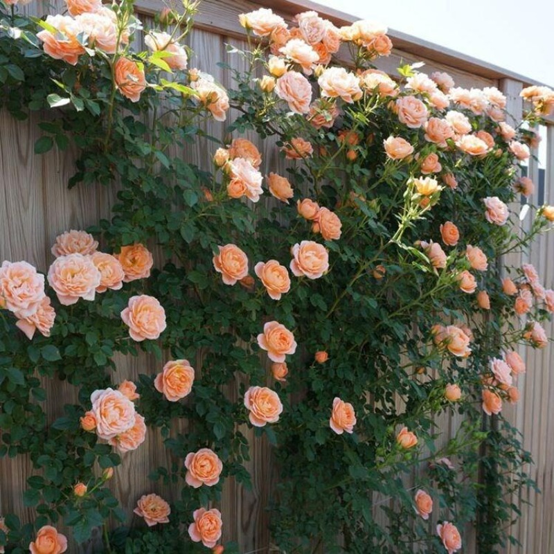 223pcs pink climbing rose vine seeds great growth and beautiful roses details 0