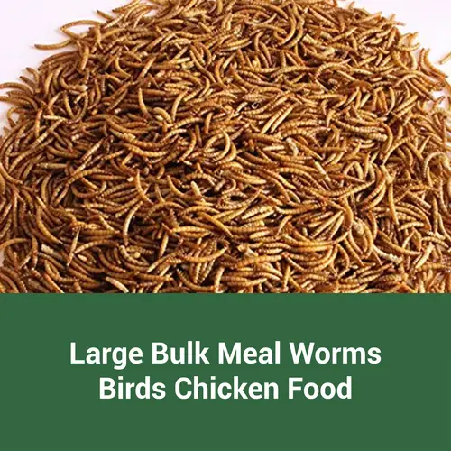 dried for chickens protein pet food dried meal worms for hens ducks turtles fish lizards hamsters dried insect