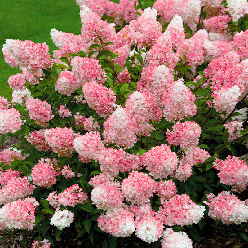 200 Hydrangea Seeds - Giant Snowball & Bonsai Varieties, Fast-Growing Perennial Hardy Shrub for Outdoor Gardens