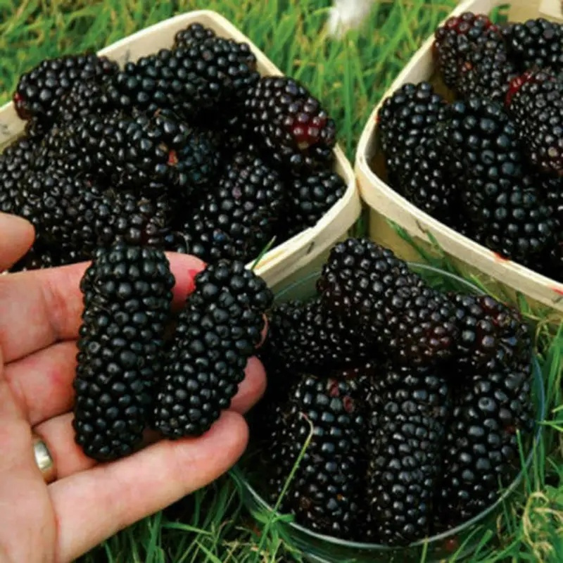 Heirloom Thornless Blackberry Seeds Rubus Fruticosus Perennial Plant for Garden and Container Growing