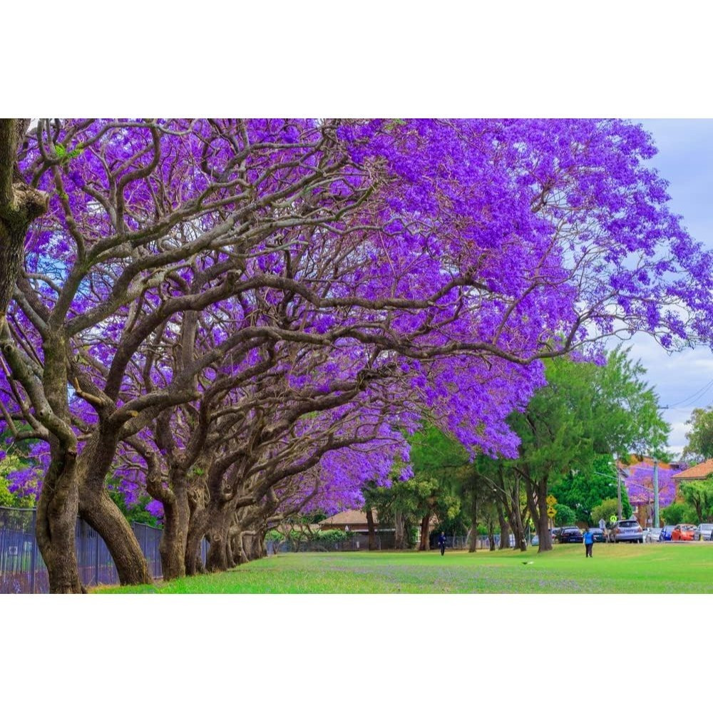 

Jacaranda Tr.ee - 30pcs