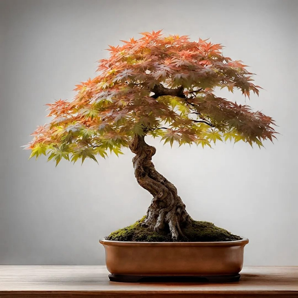 

Japanese Maple Bonsai