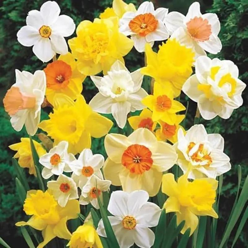 

Container Daffoddill Mixedd - 10pcs