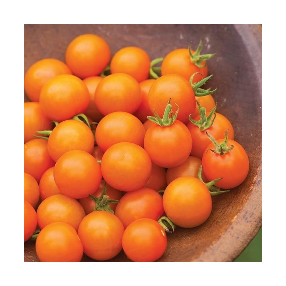 

77pcs Rare Tomate , Cherry Tomate