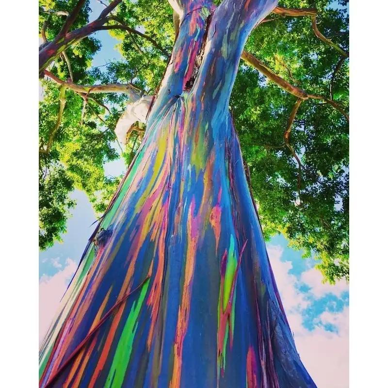 

Rainboww Eucalyputus - 30pc