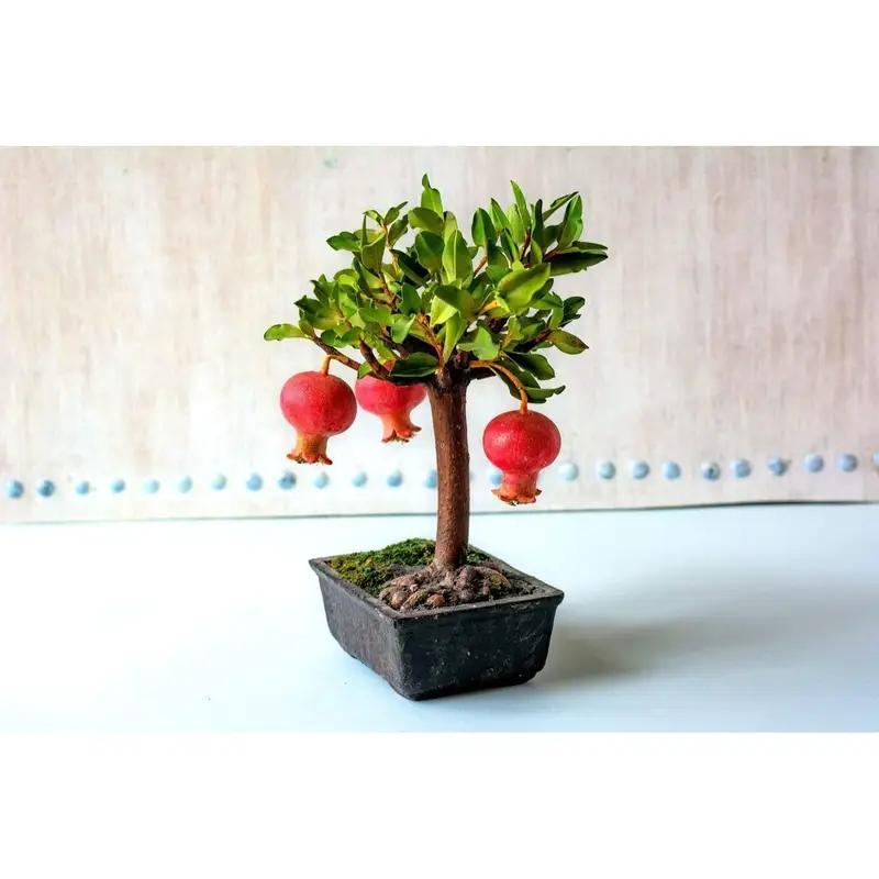 

Dwarrf Pomegrantee Bonssaii