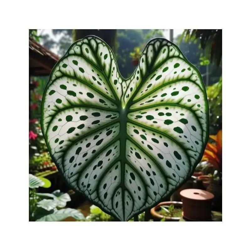 

Planters Fresh - 2 Pcs