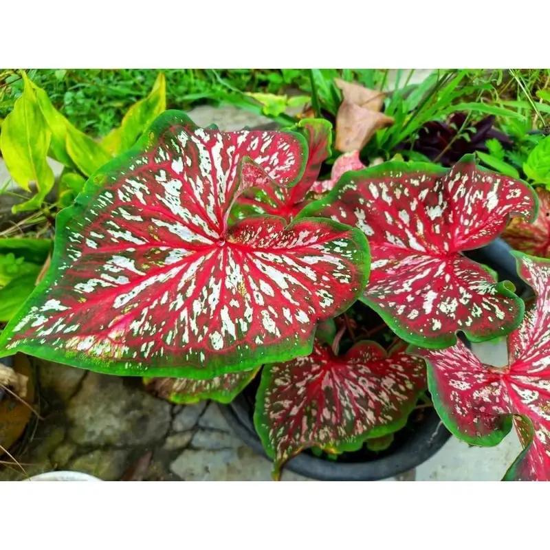 

Planters - 2 Pcs