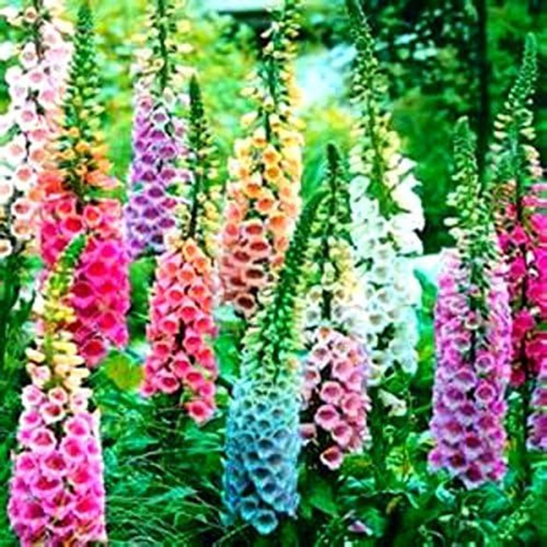 

Foxglove Flowerrs - 100pcs