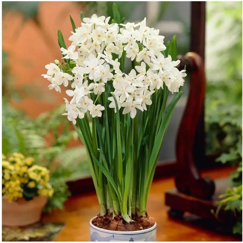 

Container Paper White Flowers For Indoor - 5 Pcs.