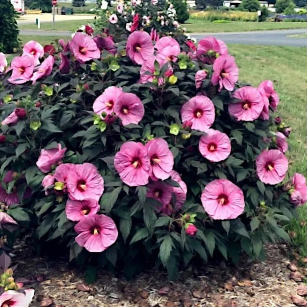 

Garden For Decorative Planting 93pcs Swamp Rosemary And Cotton Candy Hibiscus