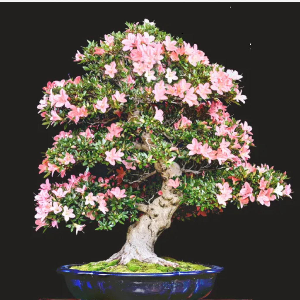 

Japanese Cherry Bonsai - Over 61rare Cherry Varieties