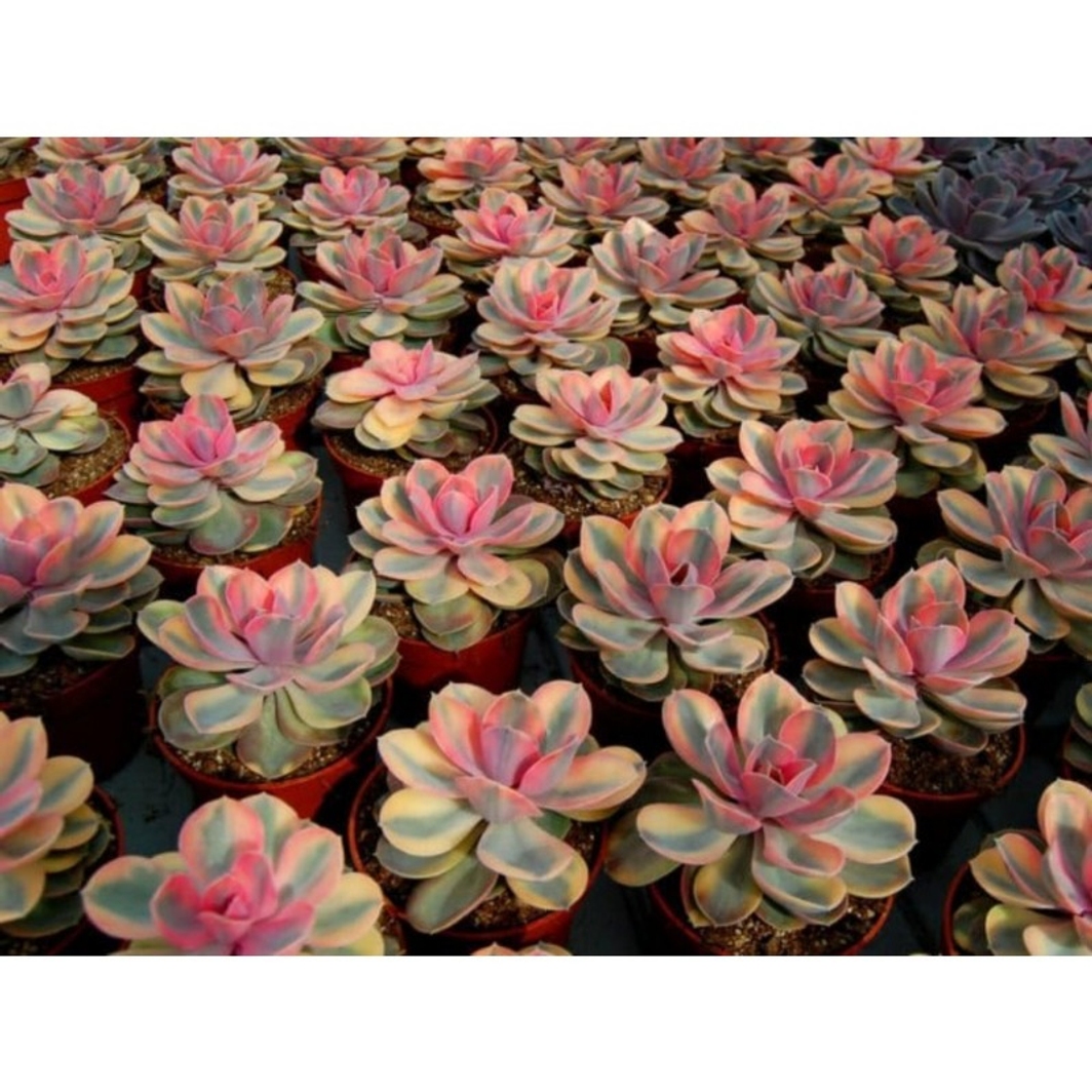 

Ucculent : Live, Rainbow Ucculents In Oil Mix93pcs Rare House Plant For Indoor & Outdoor Decoration, Home Office & Diy Wedding Projects By The Ucculent