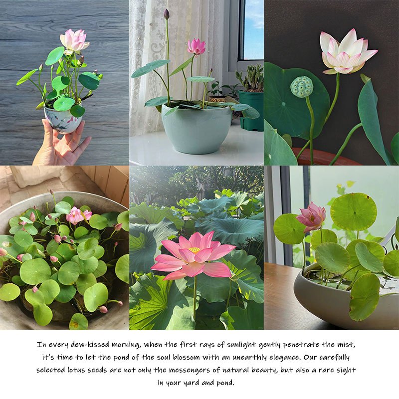 

Buy 11 Get 11 Free: High- Lotus For Flowers Morning Dew And Double