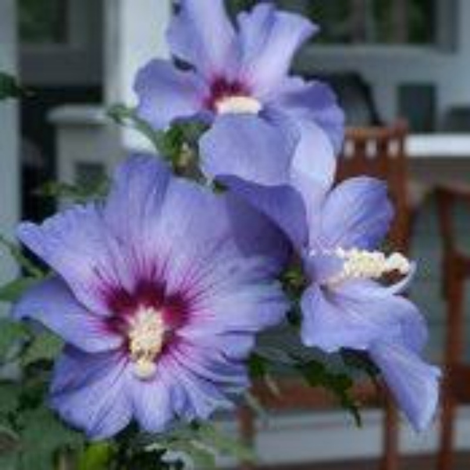 

Rare Hibiscus .e., Cold Potted Plant For Planting