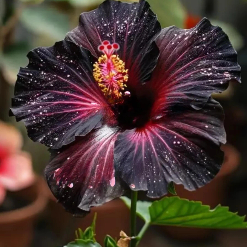 

Potted Plant Tools Blooming Hibiscus Flowers, High-quality Gardening, Suitable For Indoor And Greenhouse