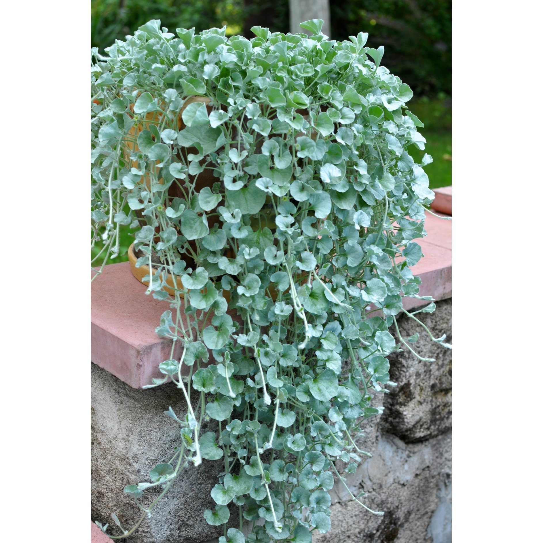 

Weeping Vine - 30pcs