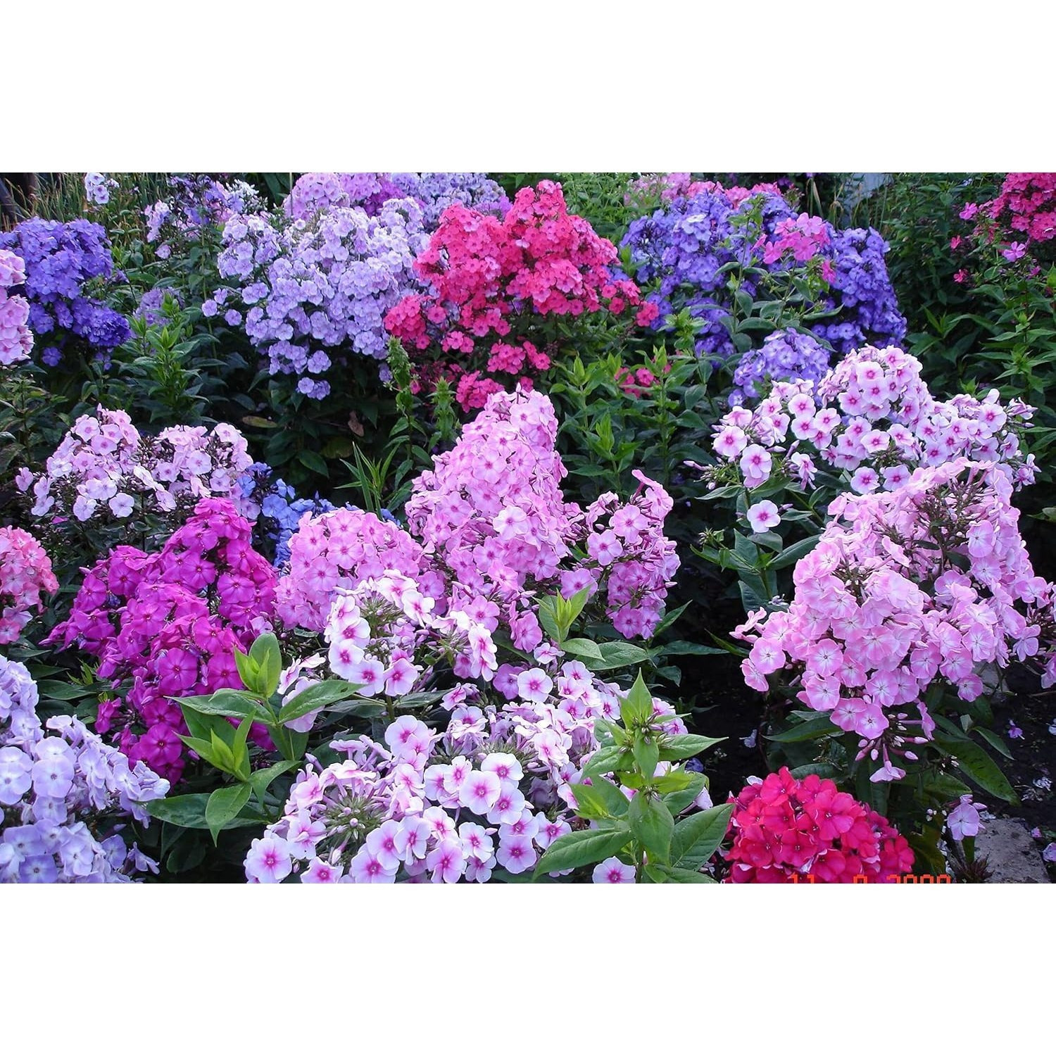 

Flowers - 200pcs