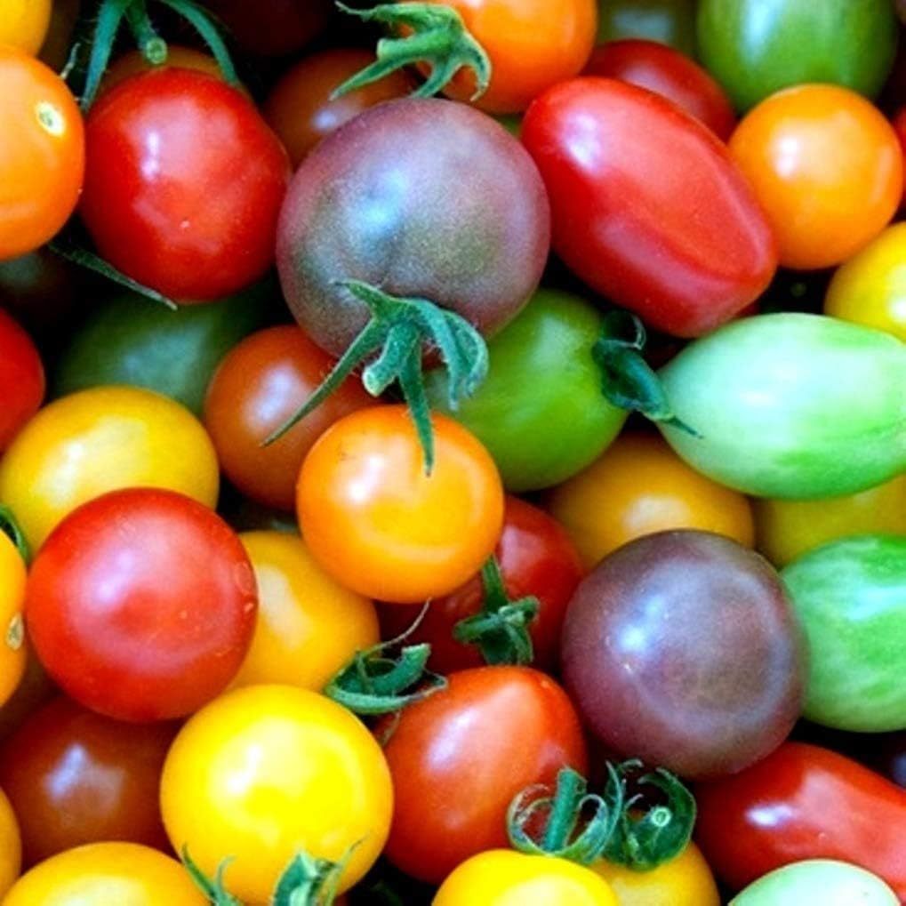 

Rainbbow Tomatoos