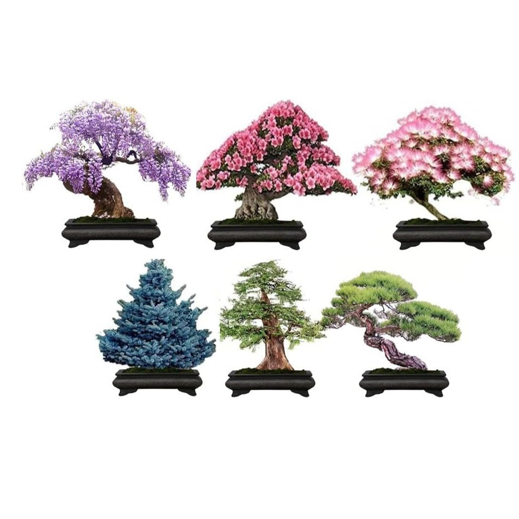 

6 Amazing Bonsai Kit