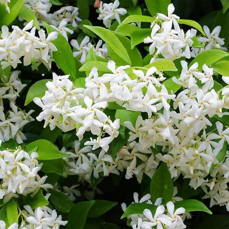 

41p Jasmine Flower For Planting Jasmine Plant Garden Home