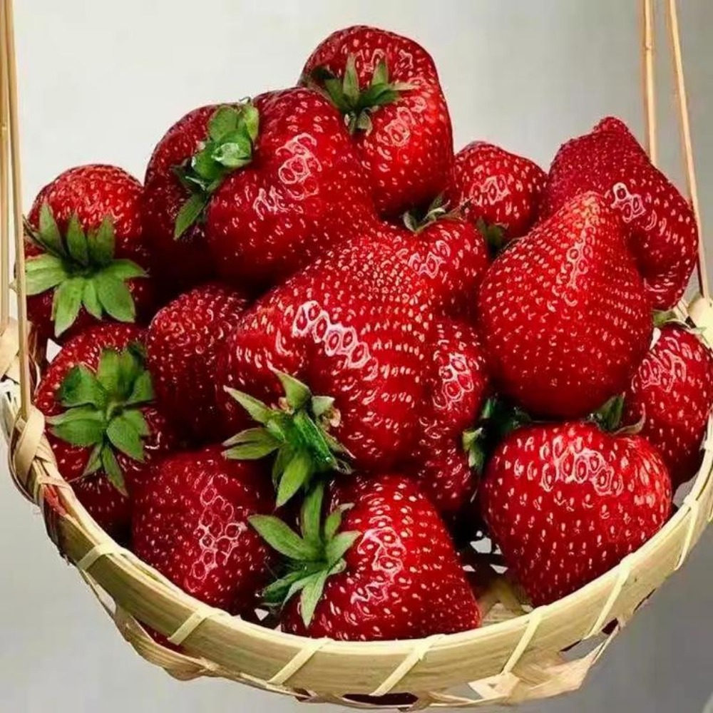 

Trawberry High Germination Rate Rate Trawberries In Gardens Outdoors Home