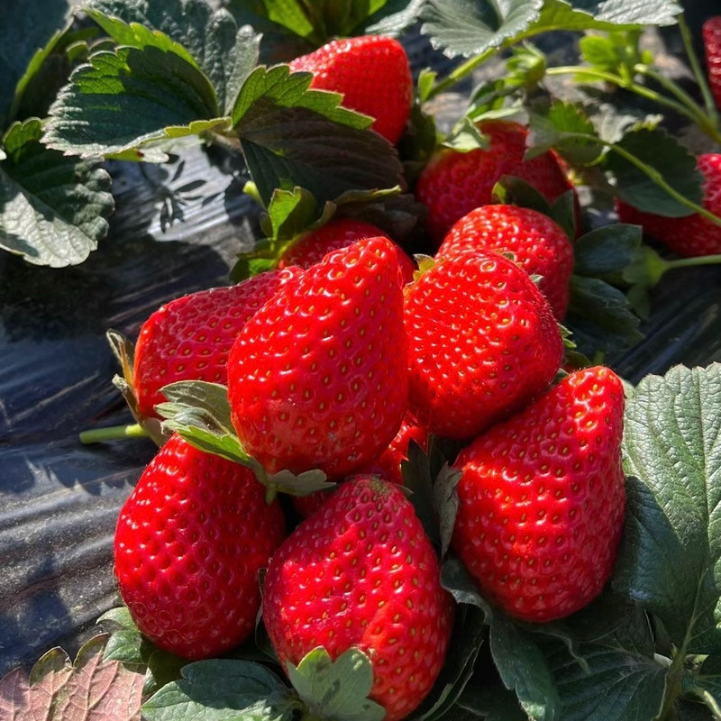 

Strawberry 38 Suitable For Growing Fresca Eternal Fruit - Fruit Suitable For Aquatic Gardening