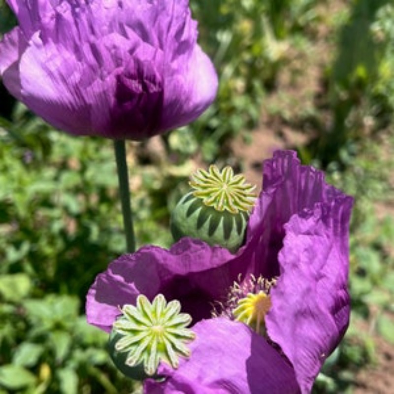 

88 Of Cold-resistant Flowers, Non-transgenic Varieties