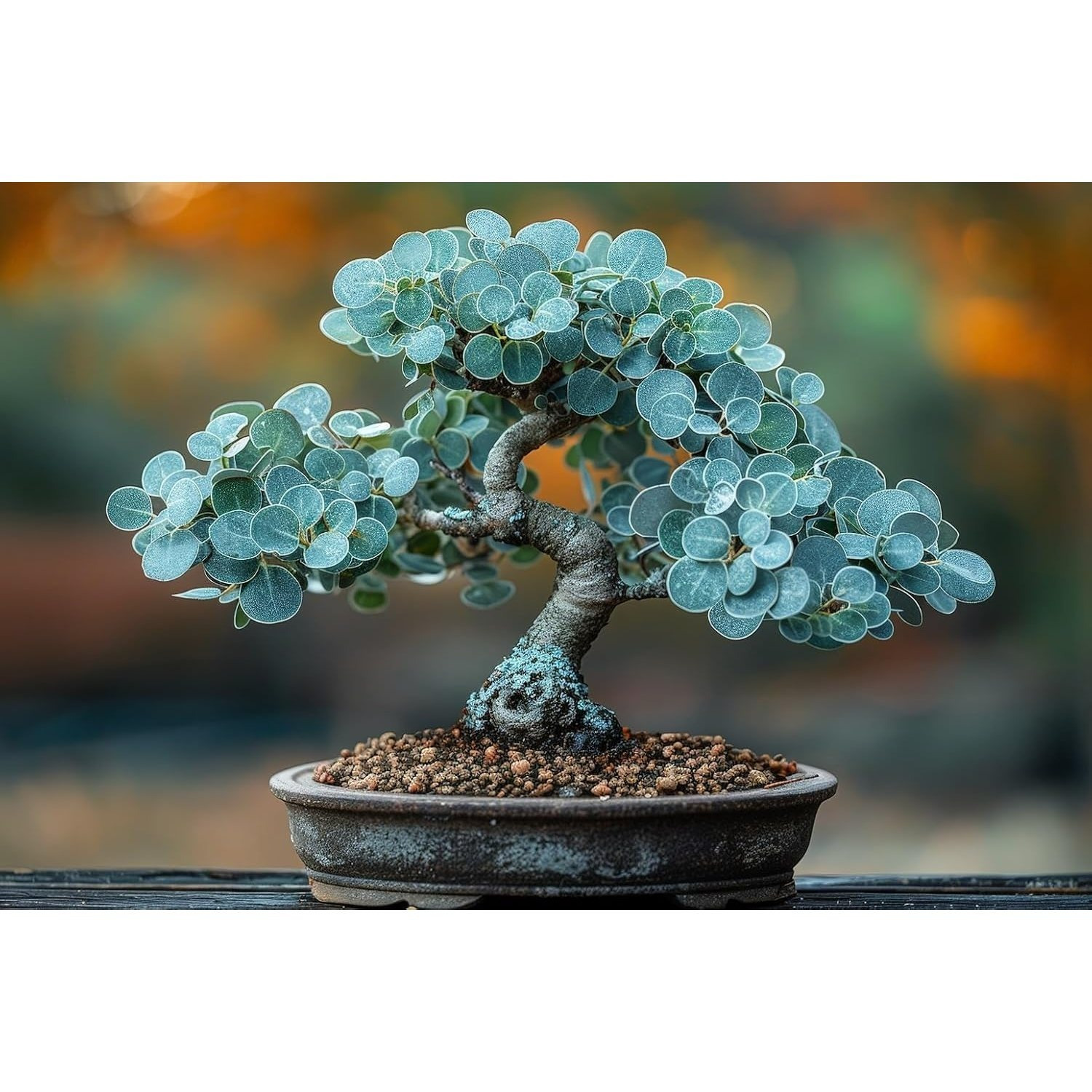 

Silver Dollar Bonsai