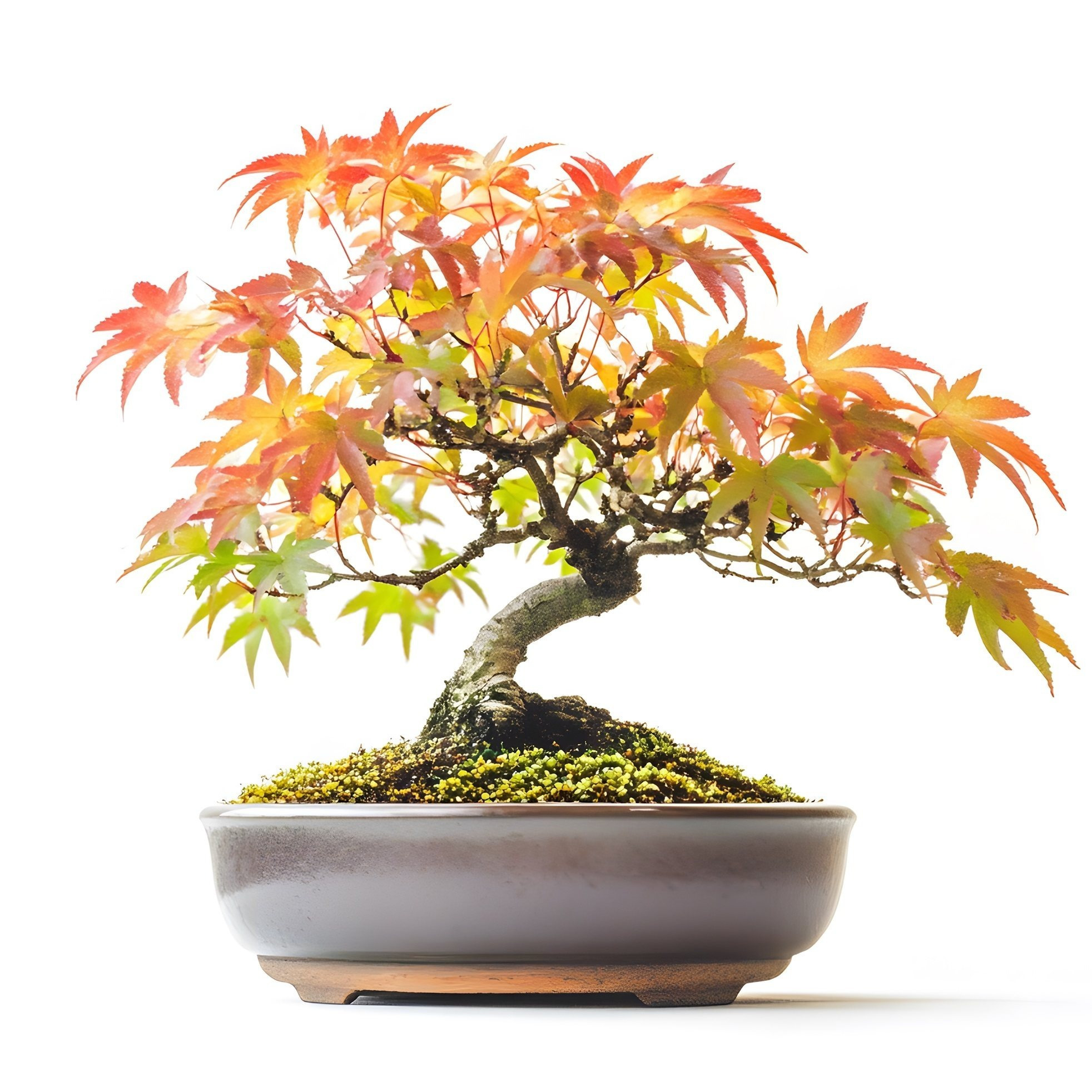 

Japanese Flame Maple - 30 Pcs