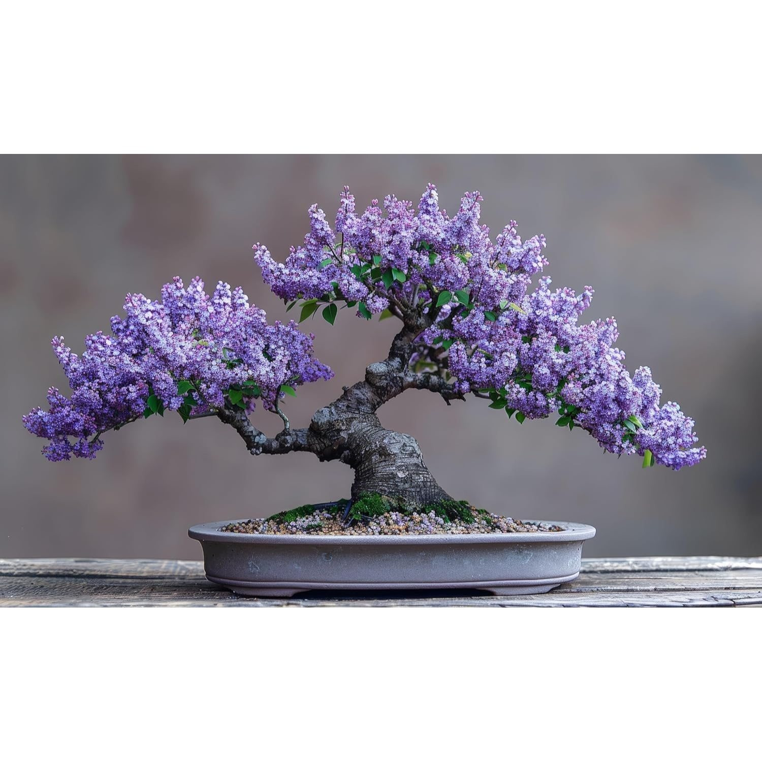 

Vase Purple Lilac Bonsai - 30pcs