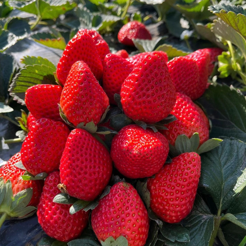 

Plant Flowersautumn And Winter Kitchen Potted Aromatherapygiant Strawberry 35 Suitable For Growing Fresca Eternal Fruit - Fruit Suitable For Aquatic Gardening