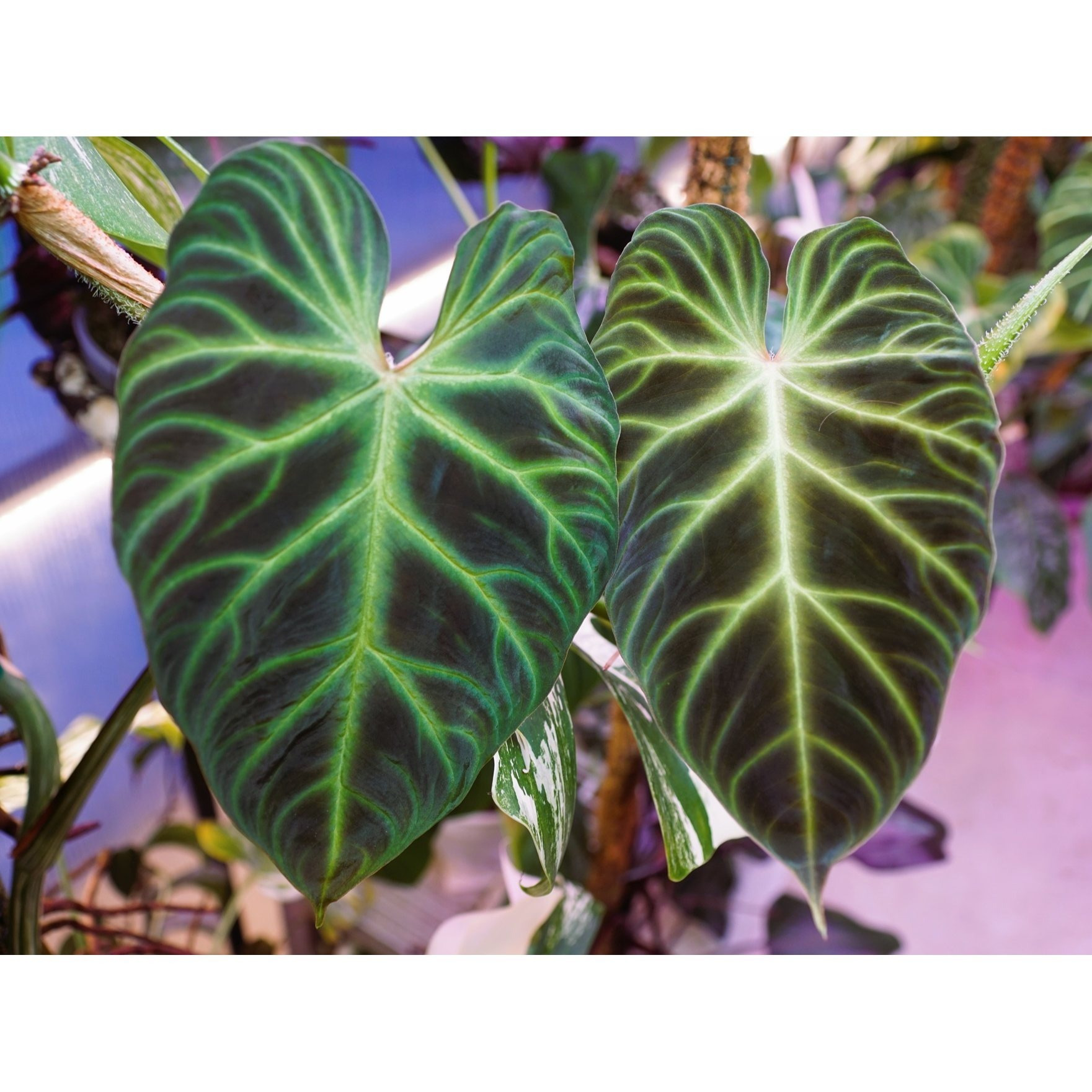 

Vase Jungle Philodendron