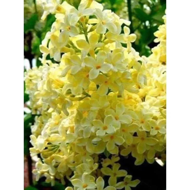 

Yellow Lilac - 30pcs