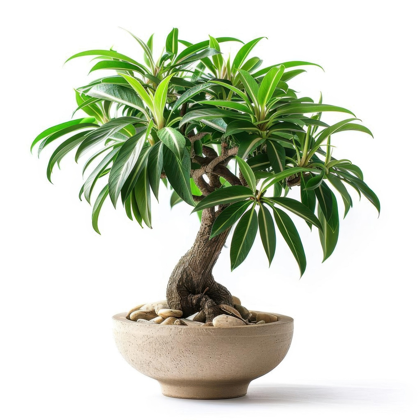 

Bamboo Palm Bonsai - 5pcs