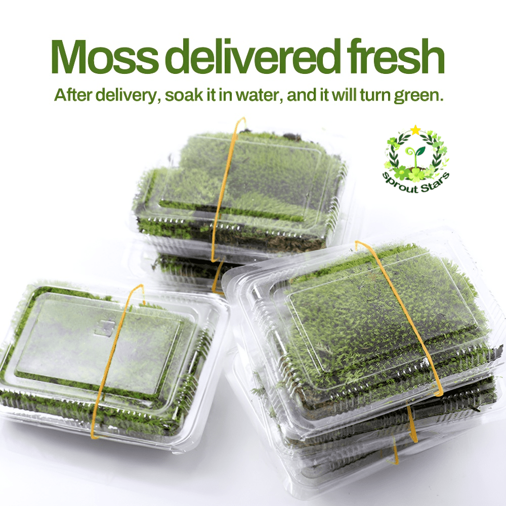 TEMU Of - Easy To Care For (artificially Propagated), Dry Will Turn Green When In Water After Receipt