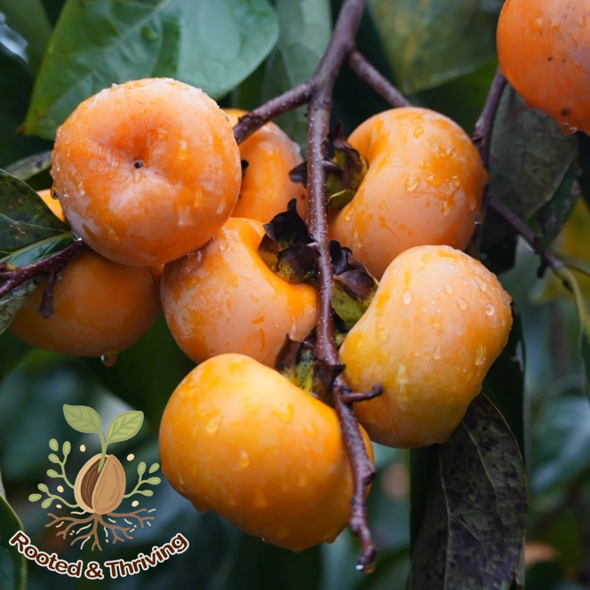 item picture     live plant 15 18 self pollinating fruit tree sweet non astringent fruit fast growing   cold   patio garden planting gift ready